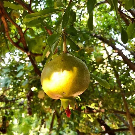 Appartement Hillside *