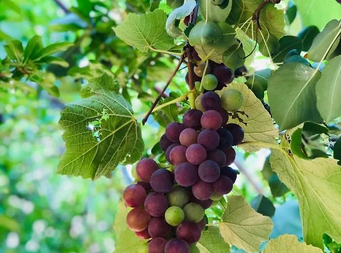 Hillside Apartamento