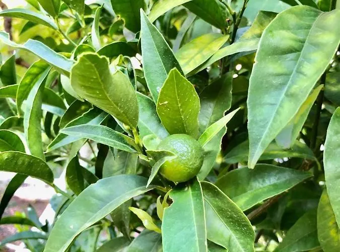 Hillside Apartamento